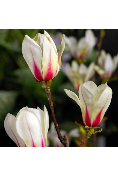 Магнолия гибридная Санрайз